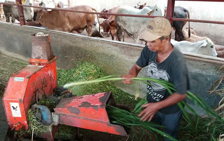 Kelebihan mesin pencacah rumput Gajah